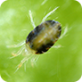 Your Two-Step Solution for Spider Mites